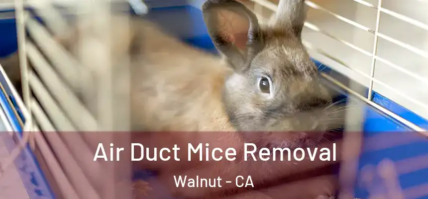 Air Duct Mice Removal Walnut - CA