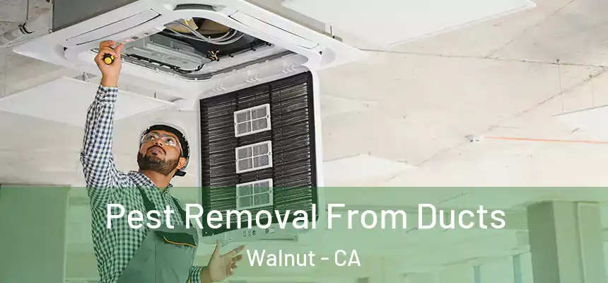 Pest Removal From Ducts Walnut - CA